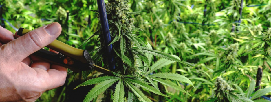 Почему так много стран сегодня легализуют каннабис