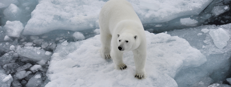 Как глобальное потепление усугубляет конфликты между людьми и природой