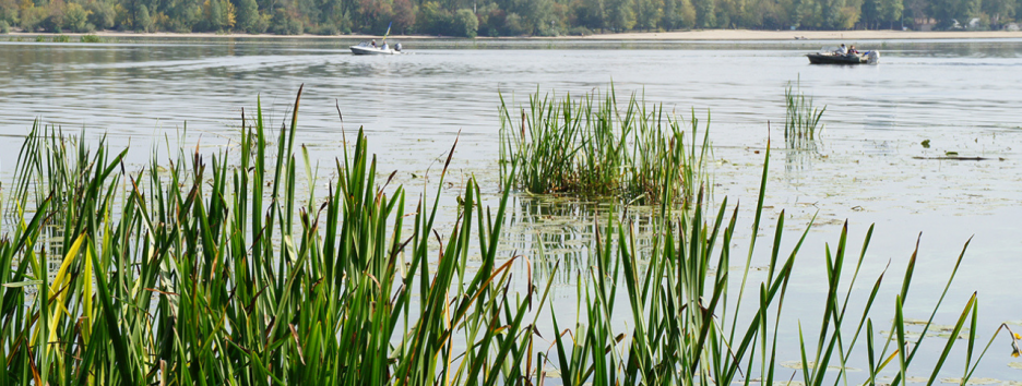 Днепр мелеет и зарастает: ученые рассказали, что губит реки в Украине