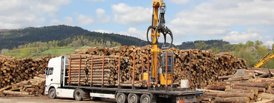 Дрова для Евросоюза: как работает “серый” экспорт украинского леса