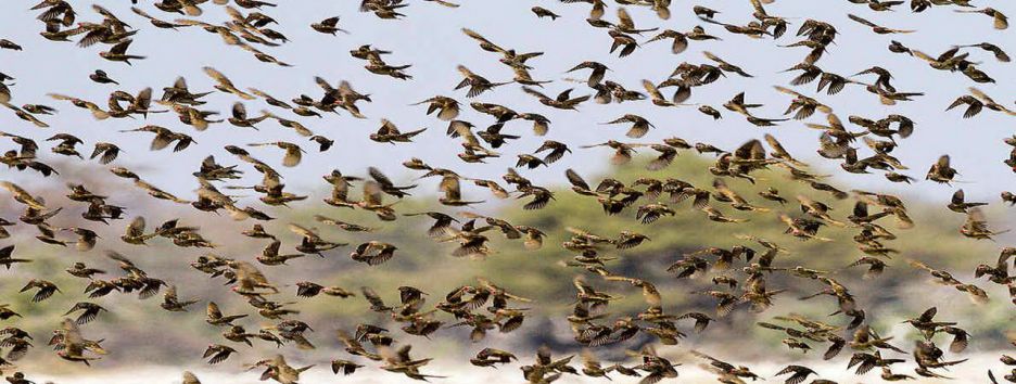 Планы ученых на 2017-й: отследить миграцию из космоса