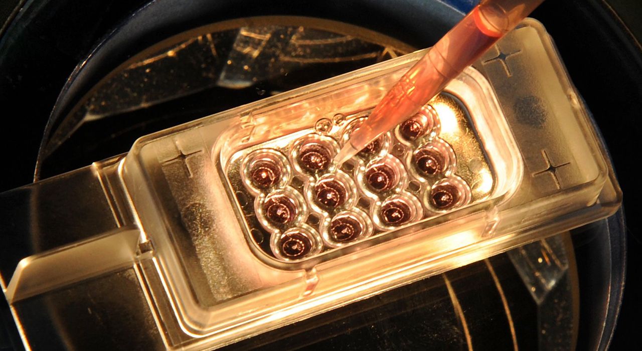 Эмбрионы без яйцеклетки – уже реальность