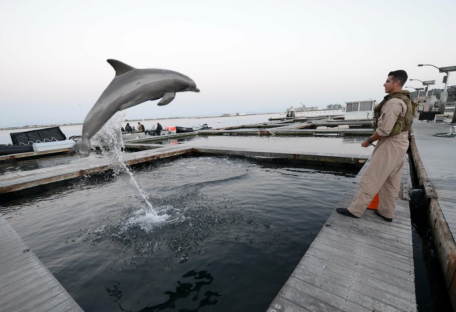 Киты и дельфины на войне: как военные используют морских животных