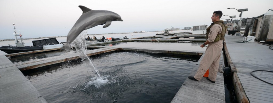 Киты и дельфины на войне: как военные используют морских животных