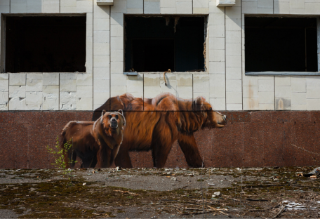 Убежище для дикой природы: биолог рассказал о животных в Чернобыле