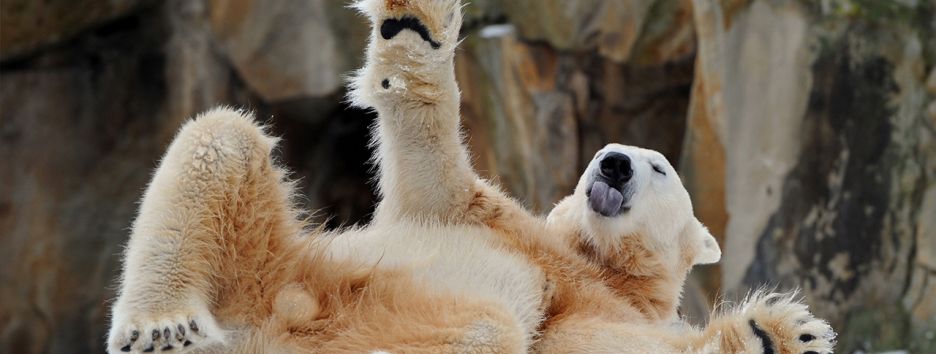 Как зимой развлекаются животные. И люди