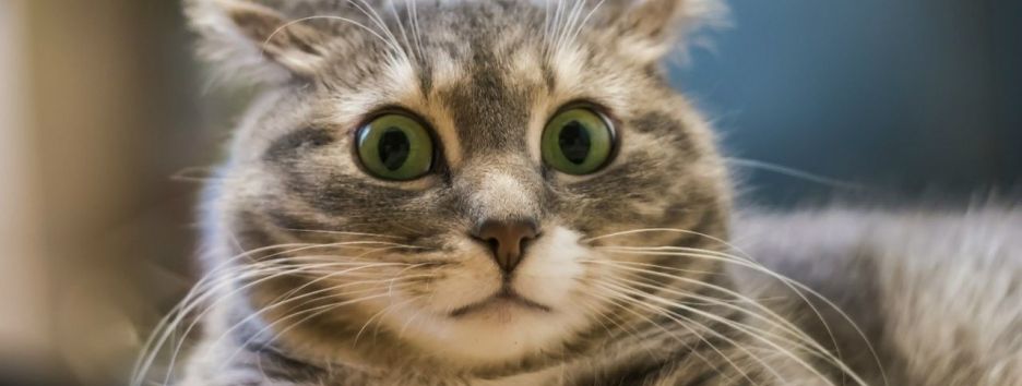 Ждет ли Украину массовая паспортизация котов и собак с 2021 года?