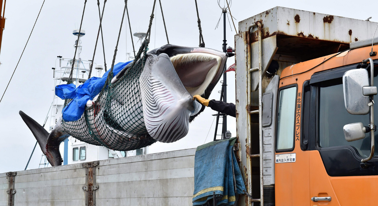 Почему Япония возобновила китобойный промысел и к чему это приведет