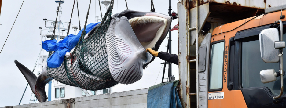 Почему Япония возобновила китобойный промысел и к чему это приведет