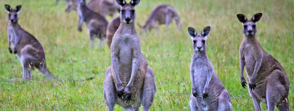 Пять животных, которые помогут победить человеческие болезни