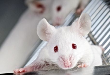 Ученые смогли избавить мышей от травматических воспоминаний