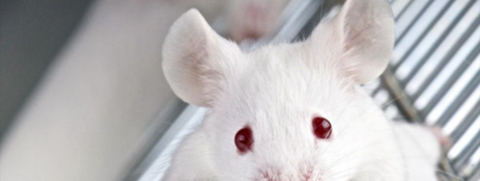 Ученые смогли избавить мышей от травматических воспоминаний