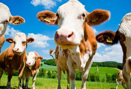Китайские генетики вырастили коров, устойчивых к туберкулезу