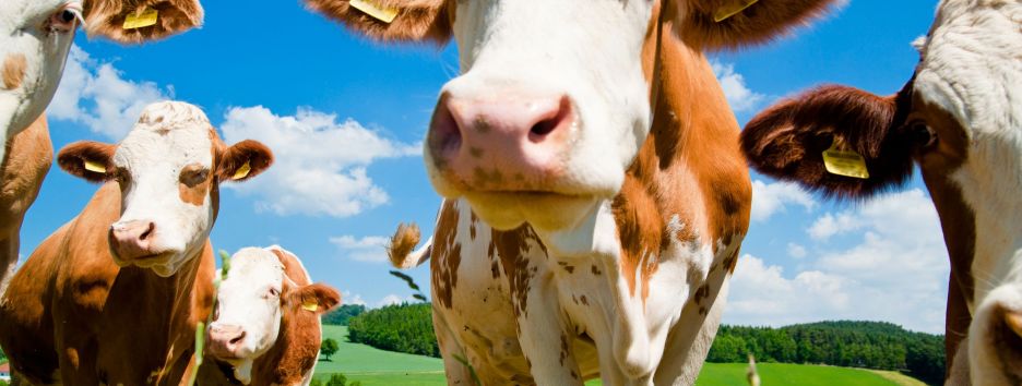 Китайские генетики вырастили коров, устойчивых к туберкулезу