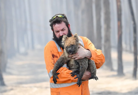 Смертоносные пожары в Австралии: какие животные оказались на грани исчезновения