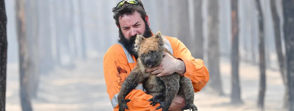 Смертоносные пожары в Австралии: какие животные оказались на грани исчезновения