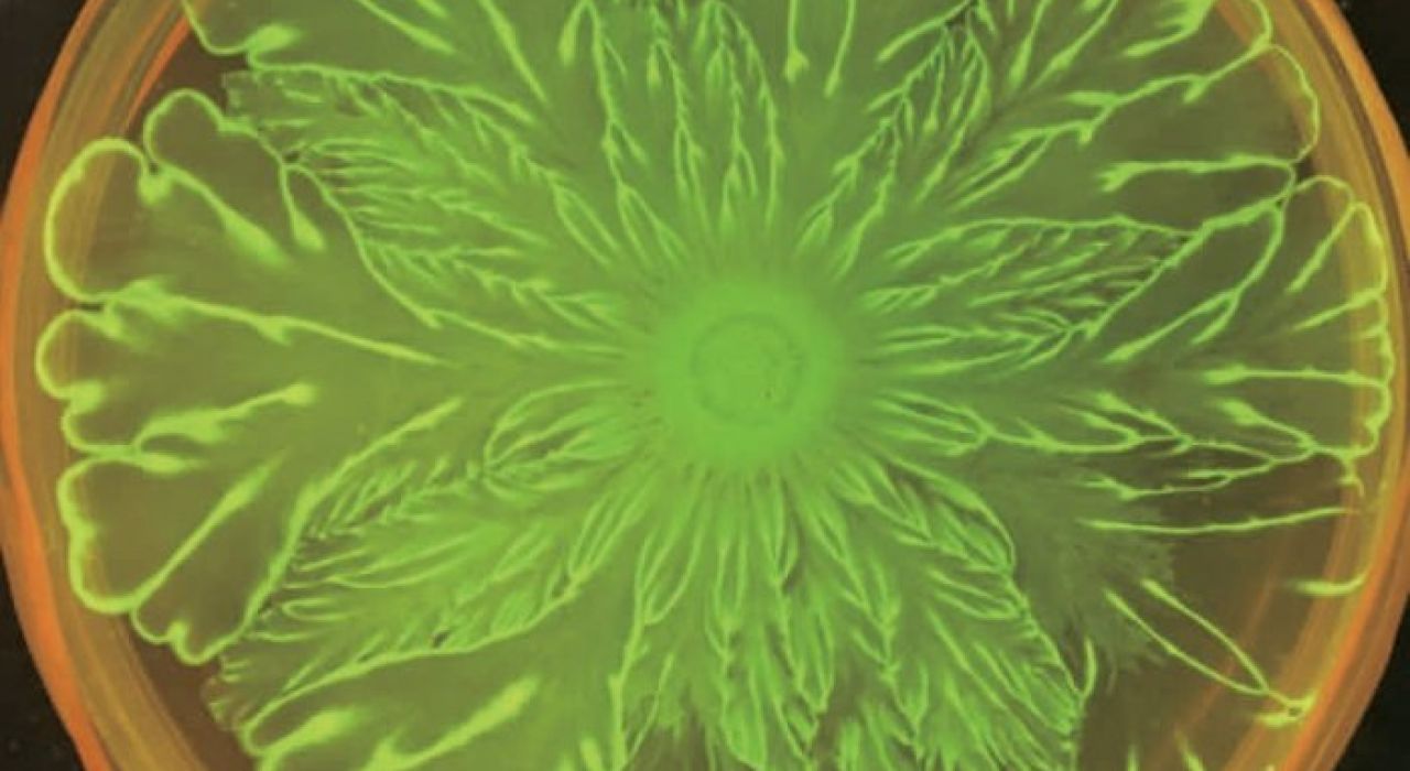 Произведения микроискусства: ученые случайно вырастили «бактериальные цветы» – фото, видео