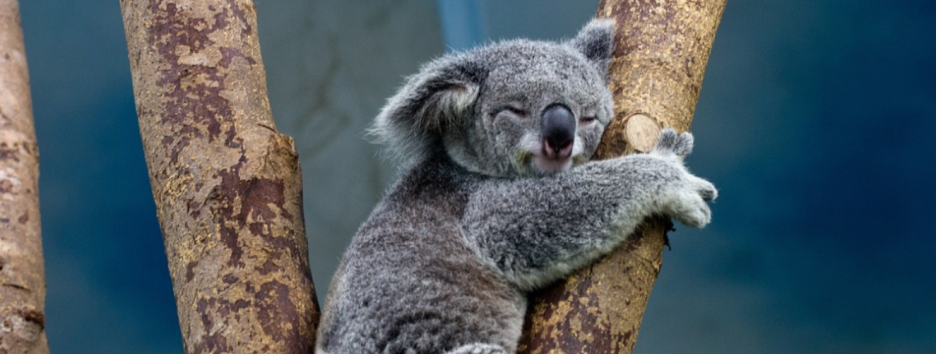 Пожары в Австралии: способна ли природа восстановиться после экокатастрофы