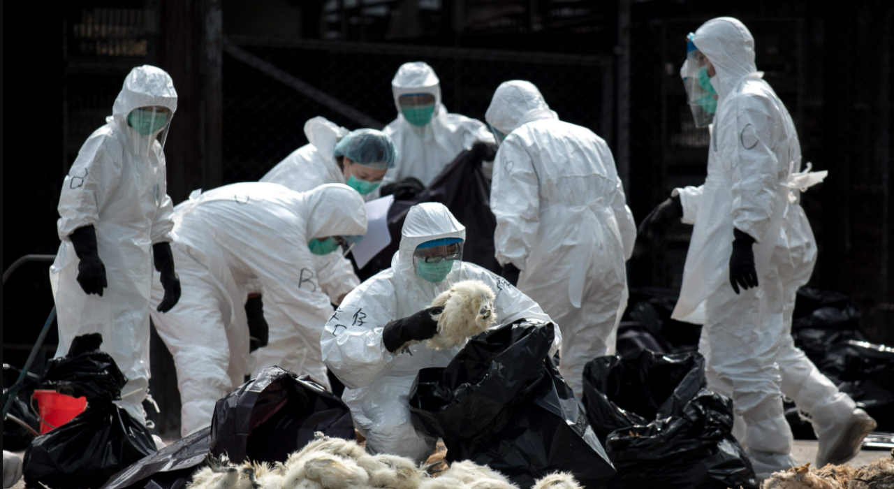 Вспышка мутировавшего вируса в Китае: что известно об инфекции и как она передается