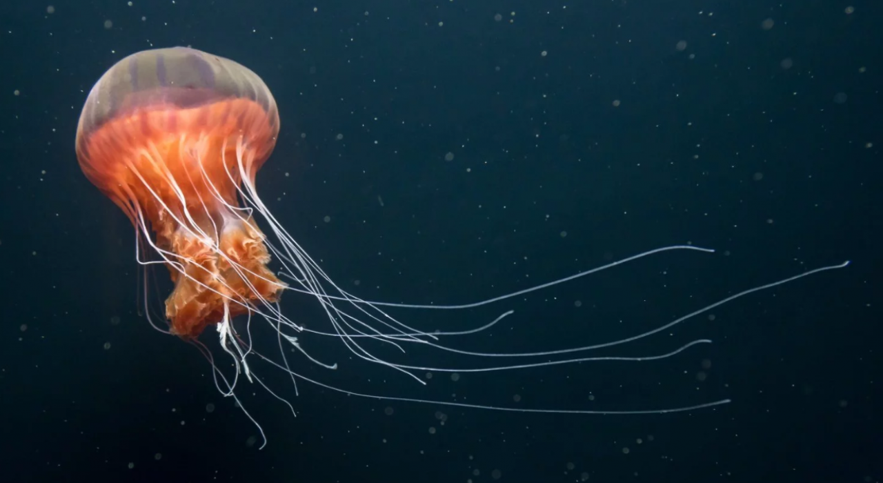 Глубоководные киборги: ученые создали бионических медуз для изучения океана – фото, видео
