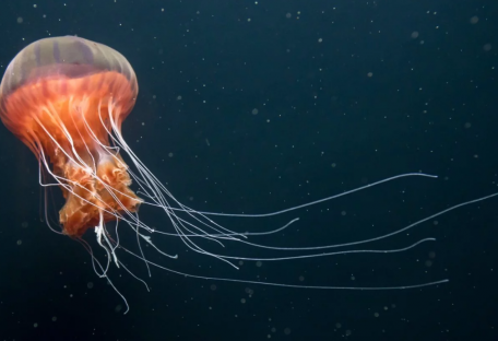 Глубоководные киборги: ученые создали бионических медуз для изучения океана – фото, видео
