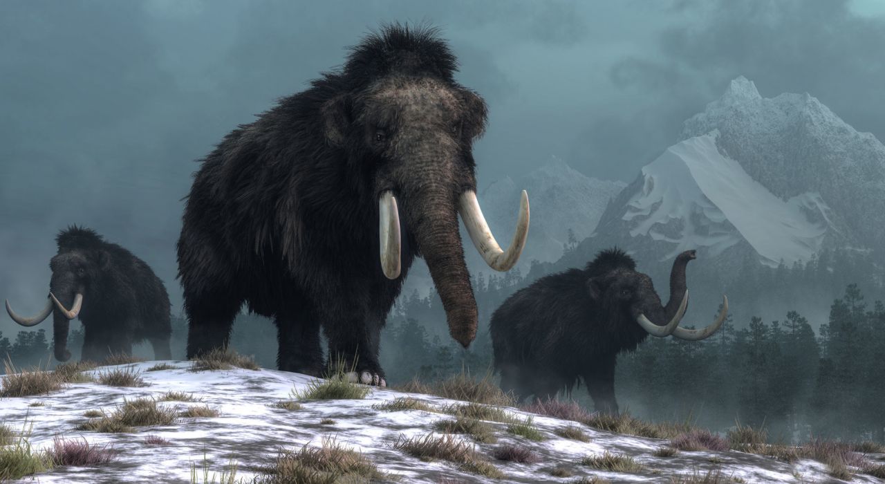 Тайна последних мамонтов: ученые раскрыли причину исчезновения древних животных