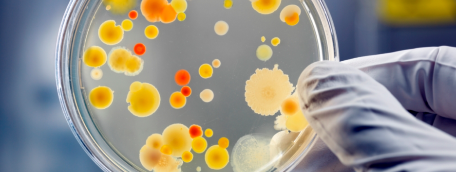 Стирают грань между живыми организмами и неживой материей: ученые обнаружили уникальные вирусы