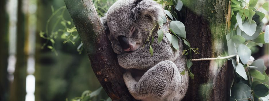 Угроза массового вымирания: треть животных и растений могут исчезнуть в ближайшие 50 лет