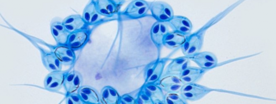 Внеземное создание: ученые обнаружили существо, которое не нуждается в кислороде