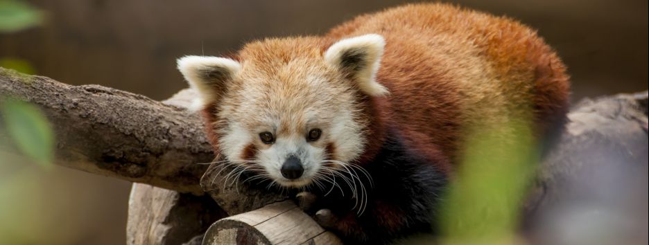 Панд много не бывает: ученым удалось подтвердить, что существует два вида «красных» медведей - фото