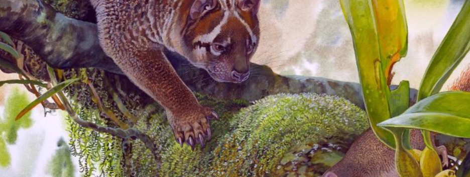 Крошечные, но опасные: в Австралии открыли новый вид сумчатых львов размером с кошку