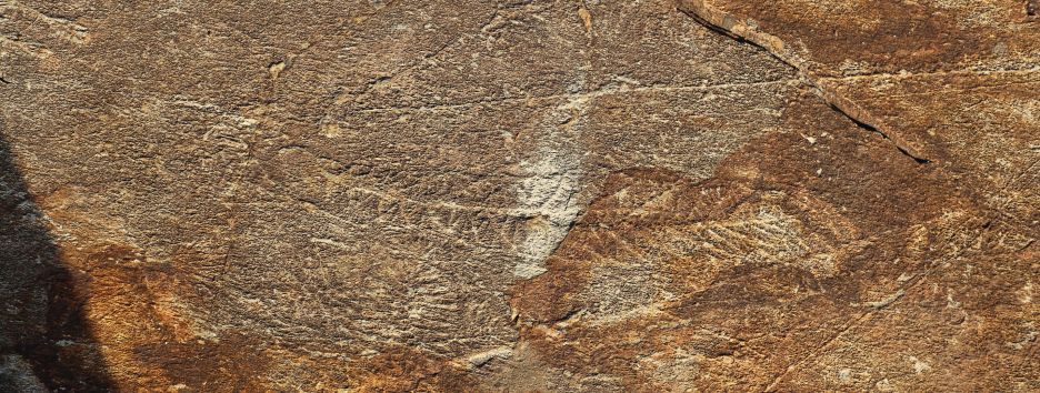 Древняя «социальная сеть»: ученые сделали неожиданное открытие об одних из первых животных - фото