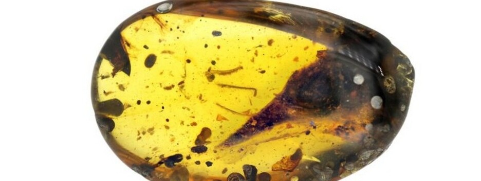 Крохотный «монстр»: ученые нашли останки самого маленького динозавра в мире - видео