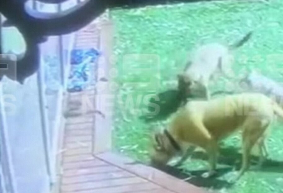 В Австралии домашние собаки столкнулись с опасной змеей - фото 1