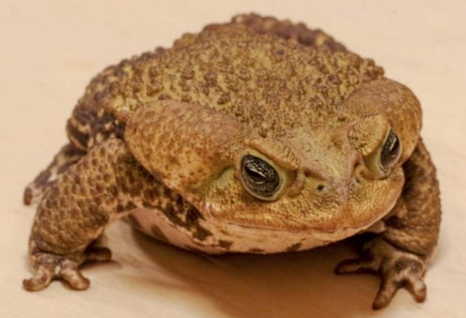 Бразильские исследователи обнаружили устойчивость к яду скорпиона у жаб - фото 1
