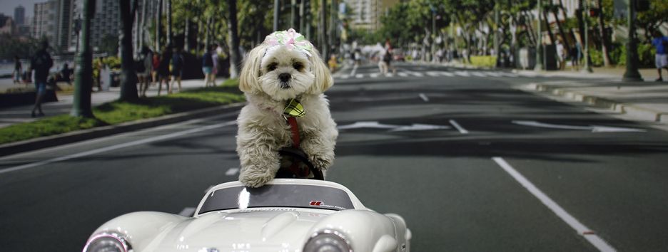 Захватывающая жизнь собак