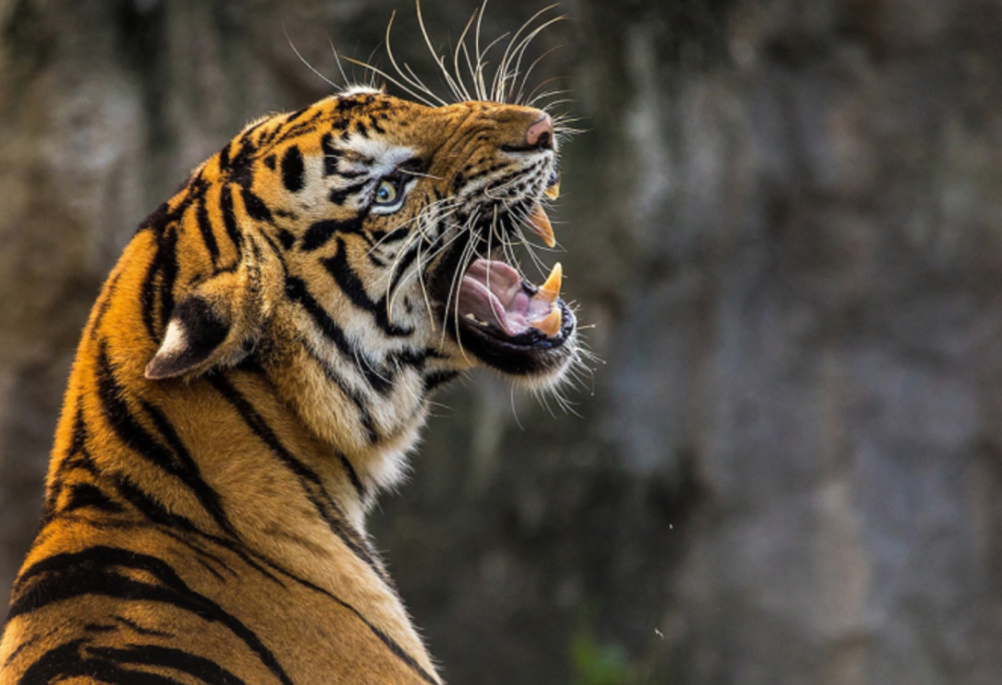 Коронавирус у животных: в зоопарке Нью-Йорка у тигрицы подтвердили COVID-19 - фото 1