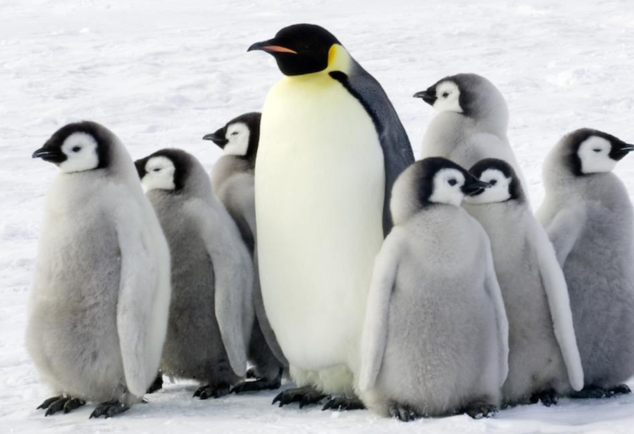 Подводные беседы: ученые записали «разговор» пингвинов на большой глубине - фото 1