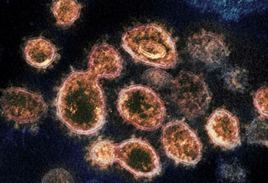 «Много быстрых мутаций»: ученые выяснили, как изменился коронавирус на пути из Китая в Европу - фото 1