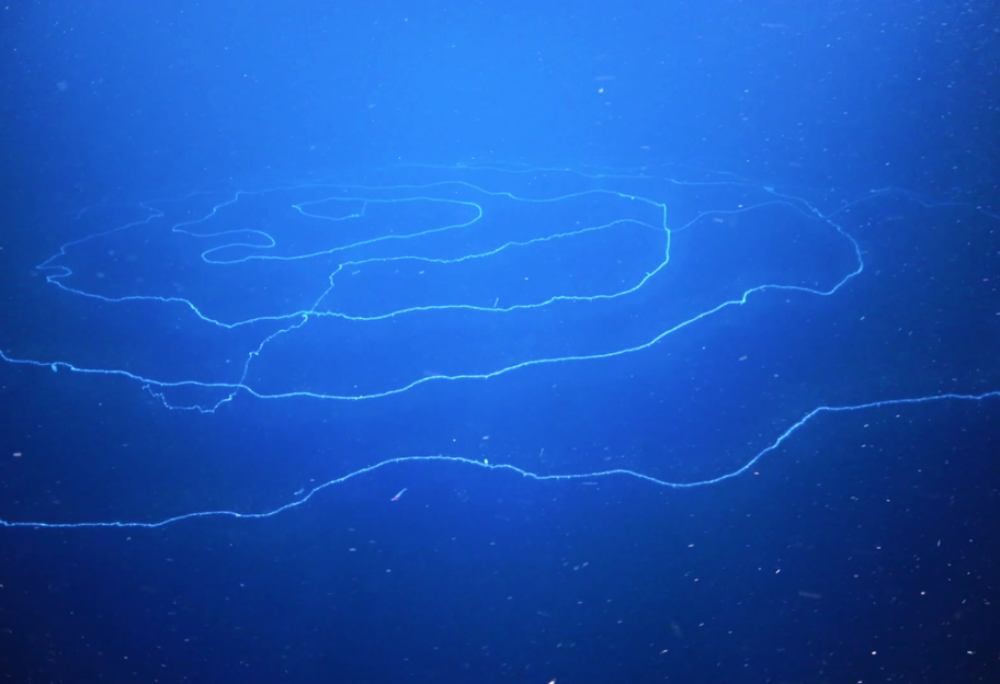 На дне океана нашли 30 новых видов и самое длинное животное в мире - видео - фото 1