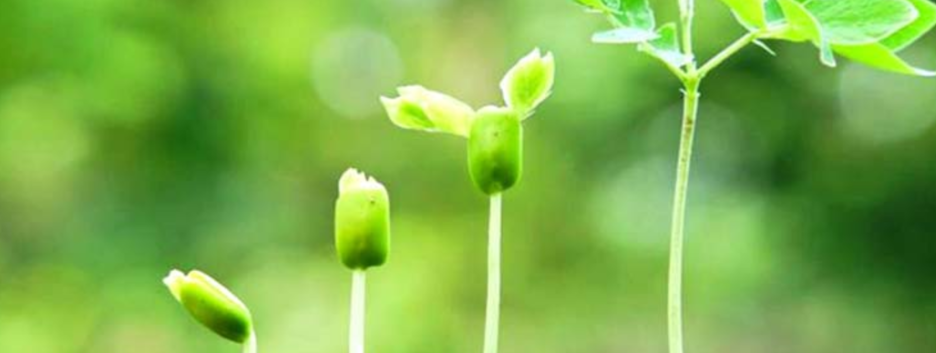Ген бессмертия: биологи нашли неожиданную особенность однолетних растений