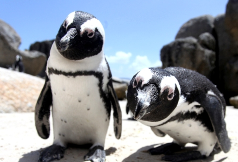 «Чувствуют себя максимально свободно»: в ЮАР пингвины разгуливают по опустевшим улицам - видео - фото 1