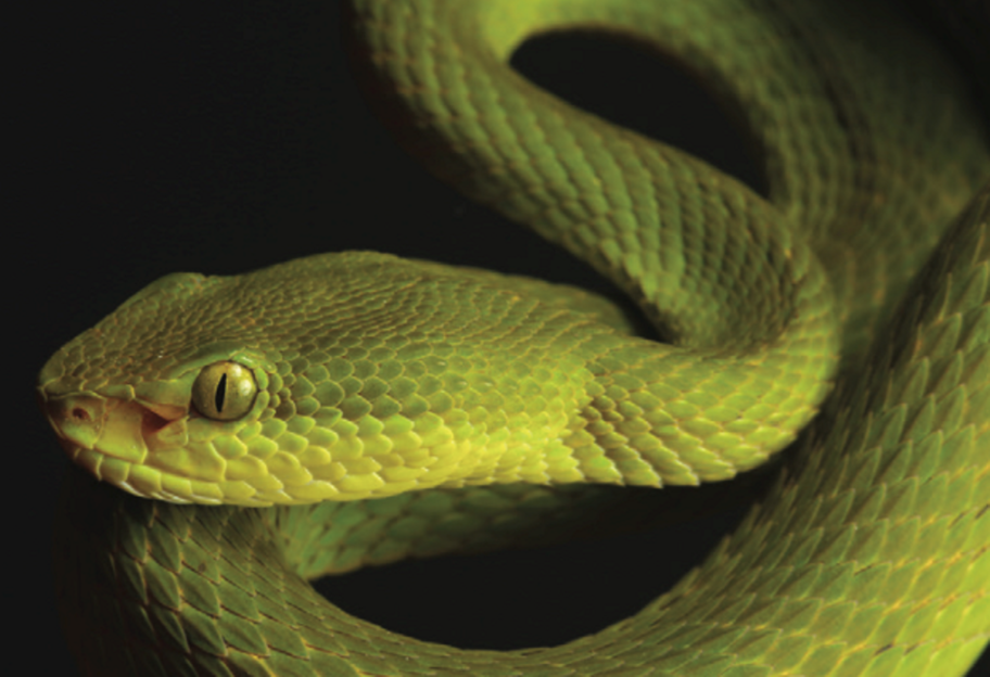 Новый вид змей назвали в честь одного из основателей Хогвартса - фото, видео - фото 1