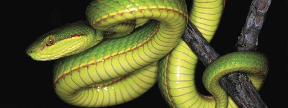 Новый вид змей назвали в честь одного из основателей «Хогвартса» - фото, видео
