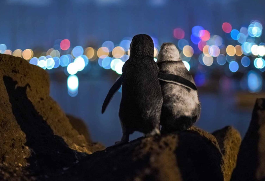«Боль свела их вместе»: пара овдовевших пингвинов на фоне заката покорила сеть - фото - фото 1