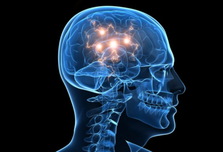 Эволюция мозга: нейробиологи пересмотрели историю развития речи у предков человека - фото 1