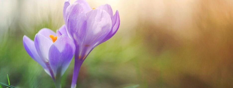 Заморозки отступают: украинцев порадовали прогнозом погоды и посоветовали сажать овощи - карта