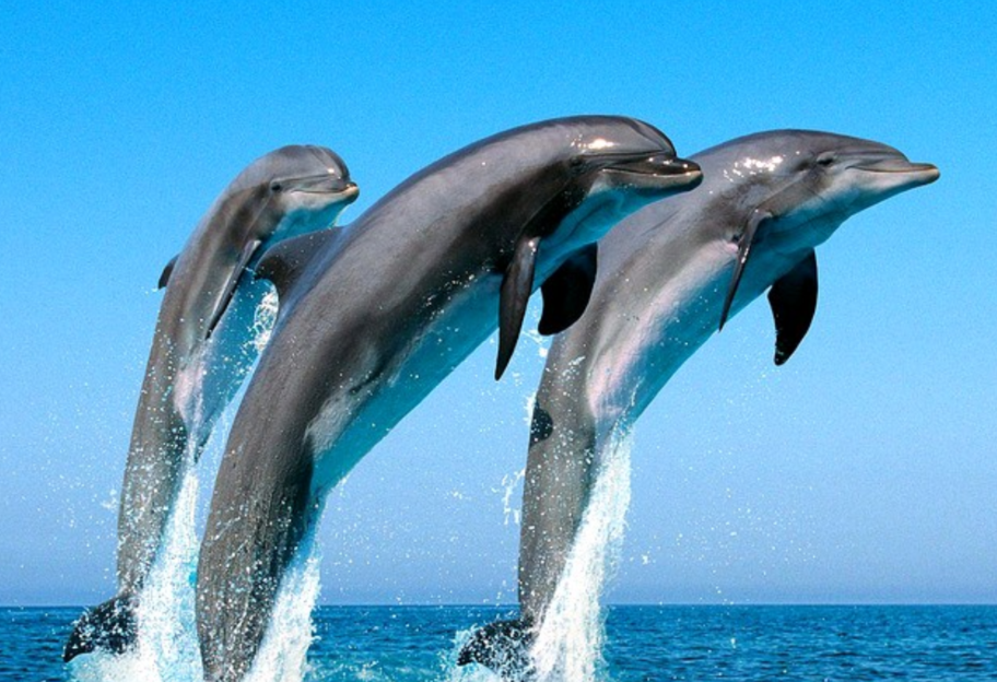 Редкие гости в проливе Босфор: к берегам Стамбула вернулись дельфины из-за карантина - видео - фото 1