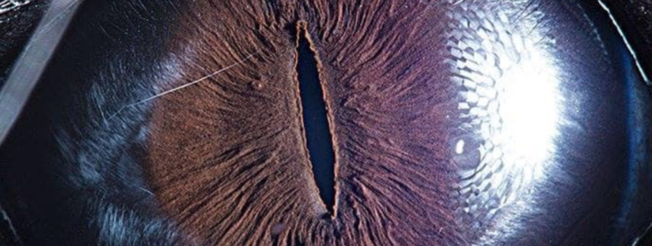 Захватывающее зрелище: армянский художник опубликовал серию макроснимков глаз - фото