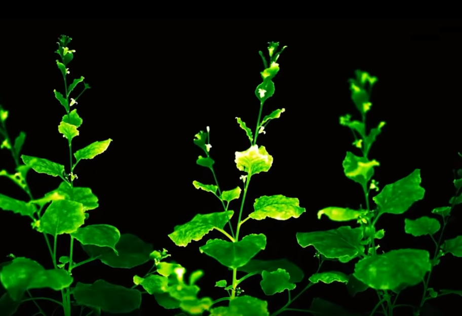 Научный эксперимент - генетики создали растение, которое может светиться в темноте - видео - фото 1